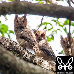 ツル植物が絡み合う木の奥にいたオオコノハズクの3兄弟。