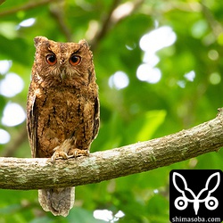 親鳥も近くにいた。