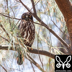 30メートルほど離れた、こちらもモクマオウで営巣するアオバズク。樹洞の入り口は上を向いているので様子は分からない。