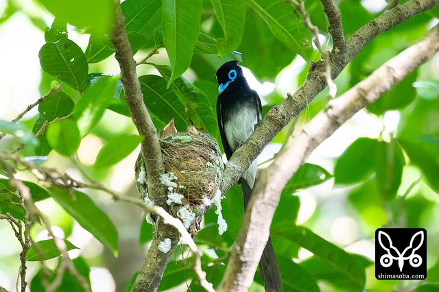リュウキュウサンコウチョウ
