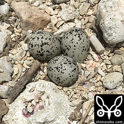 サンゴのかけらの上にシロチドリの卵が三つ。散歩の人も歩く海岸なので踏まれないか心配。