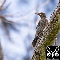 イソヒヨドリはヒナを3羽連れていた。巣立ち後、数日が経過しており、自由に飛び回って親の後をついていた。