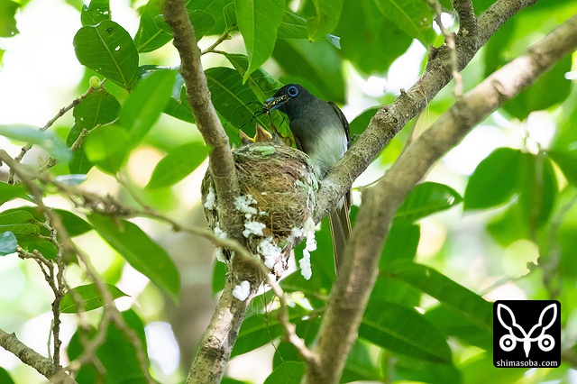 リュウキュウサンコウチョウ