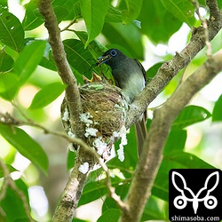 メスは、かなり大きなクモを持って来た。