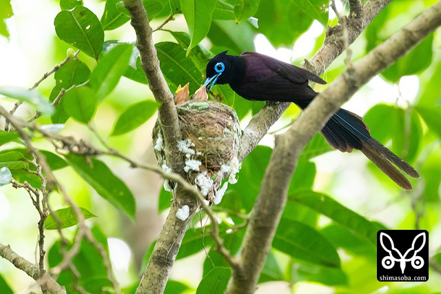 リュウキュウサンコウチョウ