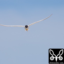 獲物を探すコアジサシ。ペアの片方は、抱卵中。