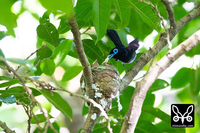 リュウキュウサンコウチョウ