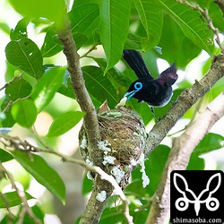 しばらくすると、ヒナが大きな糞をした。サンコウチョウは、ヒナがした糞は親鳥が持ち去って捨てます。