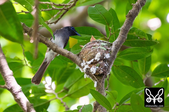 リュウキュウサンコウチョウ
