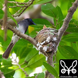 メスの尾羽は他の鳥とあまり変わらない。