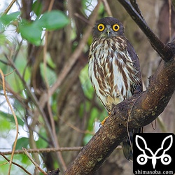 雨が上がって公園のアオバズクを見に行くと、濡れ鼠になっていました。^^; こちらは、3年連続で子育てに成功しています。