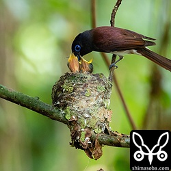 獲物のほとんどがオオジョロウグモでした。