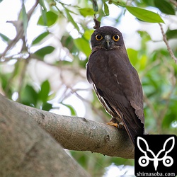 住宅地にほど近い場所で営巣しているアオバズクのオス。ここは、樹洞が人の背より低い場所にあるので抱卵しているメスの姿が見えます。