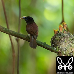 ガもたまに持って来ましたが、種類までは分からず。