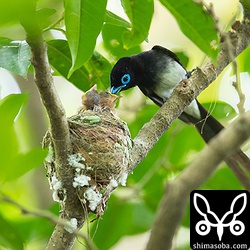 オス親が大きなクモをヒナに与えた。