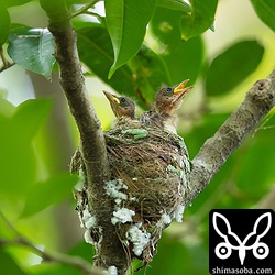 ヒナたちは、時折、巣内で伸びをしたりしていた。こうなると巣立ちは間も無くです。