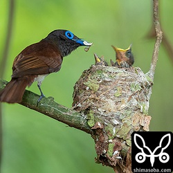 オス親が持ってくるのはガが多かった。