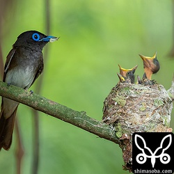 親鳥が餌を持って帰ってくるとヒナたちは大きな口を開けて大騒ぎ。ヒナの声もよく聞こえるようになってきました。