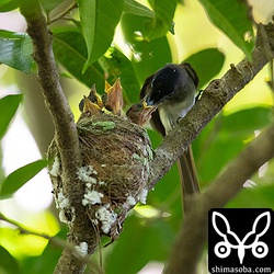 こちらは喉の羽が目立つようになってきました。巣立ちは間も無くですね。