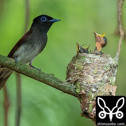 ここの巣立ちは11日か12日でしょう。