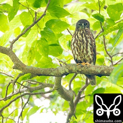 営巣木を見守るアオバズクのオス。