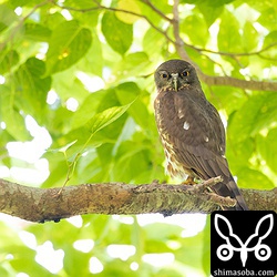 上と同個体を背面から。やはり尾羽はきれいなものです。