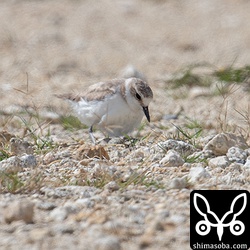 巣に戻ってきたシロチドリのメス。卵が三つ見えます。