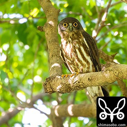 アオバズクのオスは、メスより少し華奢に見えます。コノハズクとオオコノハズクの雌雄で体格の違いがほとんどないのとは対照的です。