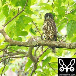 こちらもオスのアオバズク。