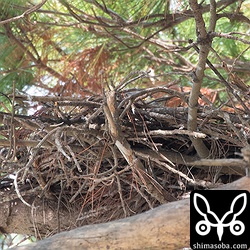 こちらもヒナが帰っているようで、巣内でゴソゴソしていました。巣材の隙間からメスの姿がわずかに見えます。