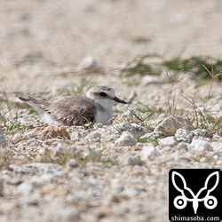 今年が最後の営巣地となると思われます。ヒナが孵るまでは工事など始まらないことを祈るのみ。