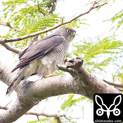 他の場所のこのメスは、人が通ると襲撃していましたが、襲われている通行人はそれに気づかず。寸止めで、直接蹴られたりすることはないのでなかなか気づかないのでしょう。私は、攻撃が恐ろしく、巣内の様子をうかがうことができませんでしたが、この様子だとヒナは孵っていると思われます。