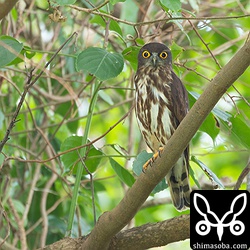 こちらもオス。散歩の人が目の前、数メートルを歩くような環境。