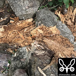 倒壊してしまったアカショウビンの営巣木。とても観察しやすい場所だっただけに残念です。