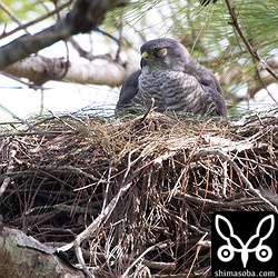 この時、すでにオスから給餌を受けた後だったのかメスは、巣内で寝てしまいました。^^;