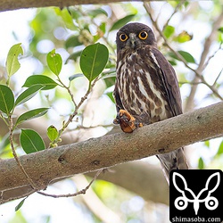 たくさんのリュウキュウアブラゼミが発生していて、目の前を飛ぶセミを労せずに捕まえていた。