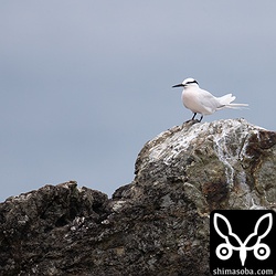 一応、行政には注意喚起の看板など立てられないか連絡しますが、今年は、釣り人の立ち入りがないことを祈るのみです。