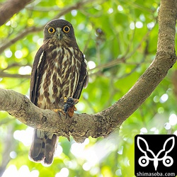 リュウキュウアブラゼミを捕まえたアオバズクのオス。