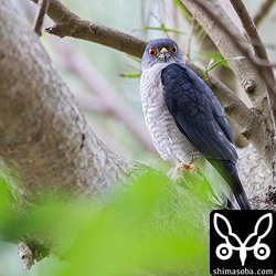 美しいツミのオス。