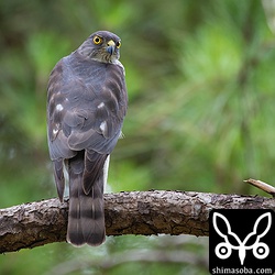 メスは近くまで来るけど、獲物を受け取る気配は全くない。^^;
