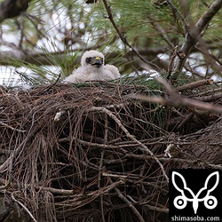 ずいぶん大きくなったツミのヒナ。肩からは茶色い幼羽がのぞいていた。3〜4羽の場合が多いけど、今回は一人っ子。