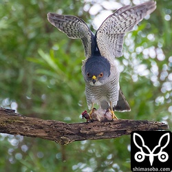 メスが取りに来ないので、オスは仕方なく獲物を自ら食っていた。