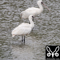 両方とも若い個体。奥の個体は虹彩が赤くなりつつあるので、手前のよりは先輩。