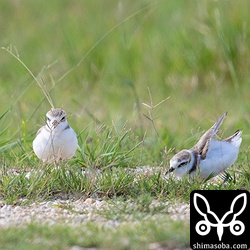 メスに求愛するオス。相手にされていなかった。^^;