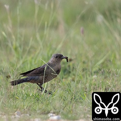 親鳥はイソヒヨドリをかなり警戒していた。多分、生まれて間もないヒナなら襲うのだろう。