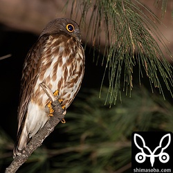 夜も見てきました。こちらはオスのアオバズク。