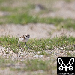 シロチドリのヒナ。孵化後、3〜4日だろうか?