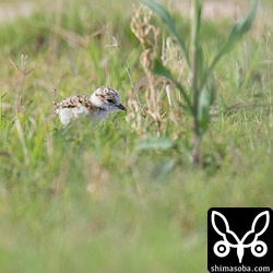 草むらを歩き回り、自分で小さな虫などを捕まえていた。