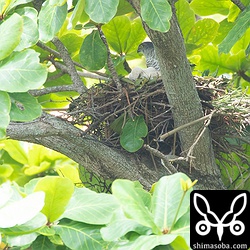 反対側から見ても同時に見えるヒナは2羽だけなのですが、合わせて3羽はいそうです。