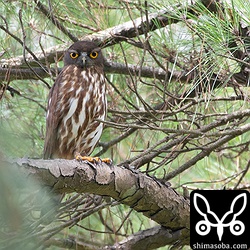 3年前まで見張りに使っていた松の木に止まるアオバズクのオス。